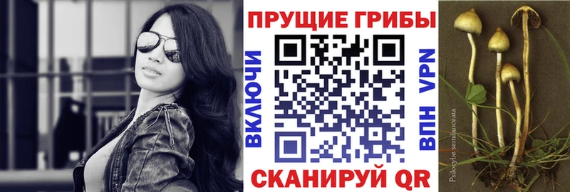 Псилоцибиновые грибы Cubensis  OMG tor  Новосокольники 